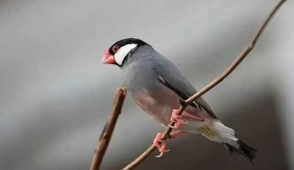 灰文鸟的特点是什么？有这些特点