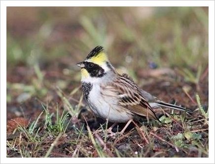 (转帖）黄喉鹀（虎头凤、黄蓬头）的挑选、催性与饲养