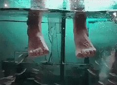 逆水寒虹落凡尘怎么做？获得宠物鹦鹉的方法