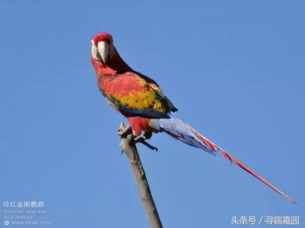 最美的鹦鹉——绯红金刚鹦鹉 被称为鹦鹉界的王者