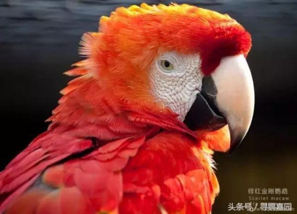 最美的鹦鹉——绯红金刚鹦鹉 被称为鹦鹉界的王者