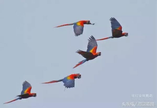 最美的鹦鹉——绯红金刚鹦鹉 被称为鹦鹉界的王者