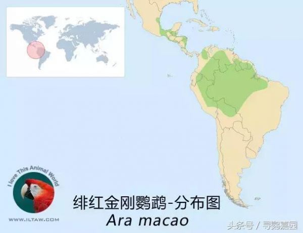最美的鹦鹉——绯红金刚鹦鹉 被称为鹦鹉界的王者