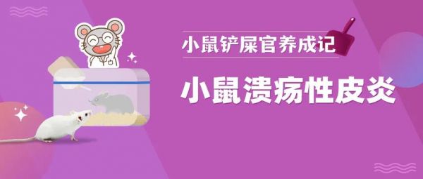 小鼠溃疡性皮炎该怎么办