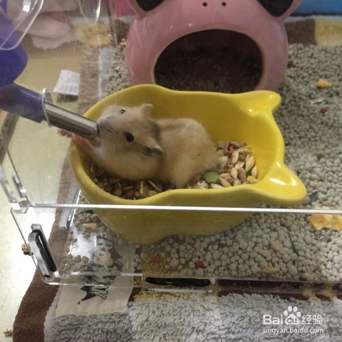 布丁鼠鼠应该怎样饲养