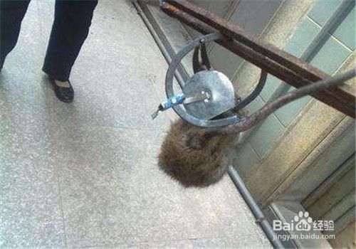 家里有老鼠怎么办？
