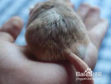 通心粉鼠怎么上手