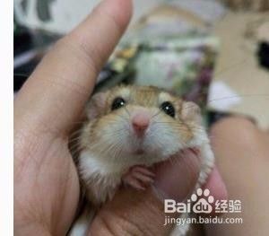 通心粉鼠怎么上手