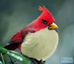 爱好养鸟的常识