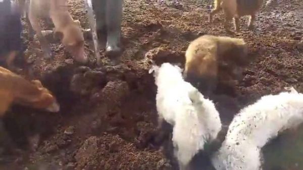 疯狂的灭鼠行动,老鼠收割机…哈哈哈哈