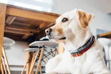 宠物店名字有创意