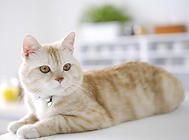 养猫等于养了一头狮子?