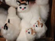 姿势感人:猫咪为什么喜欢蹲着?