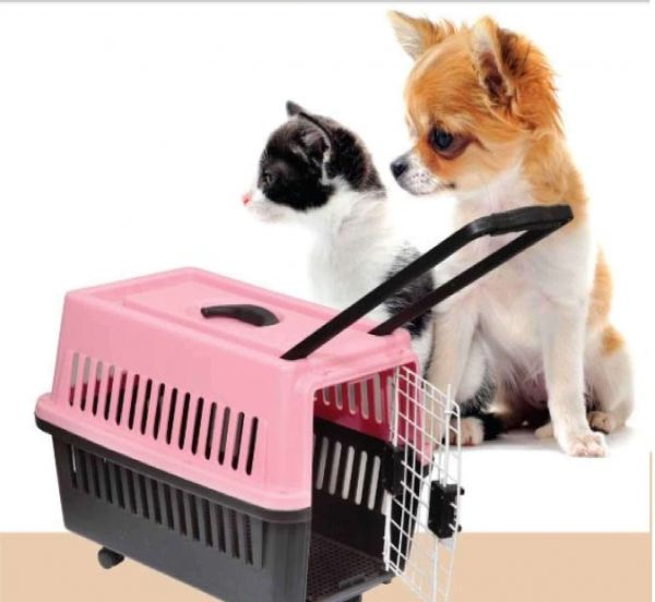客车托运宠物猫