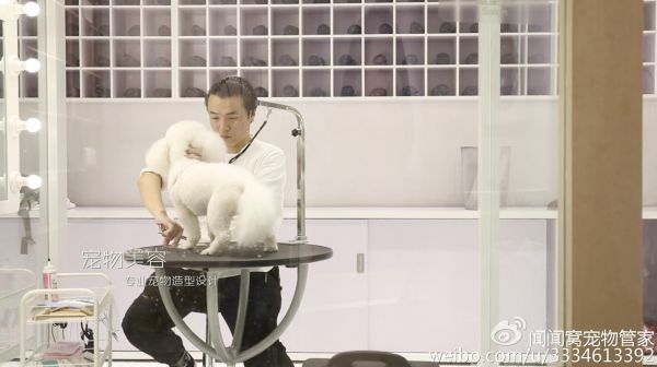 客车托运宠物猫