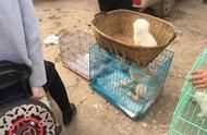 超萌比熊犬：它们的魅力与独特性
