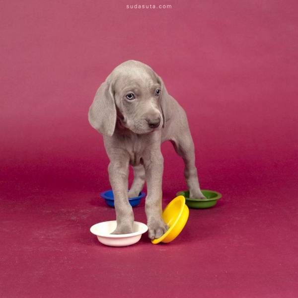 William Wegman (1)