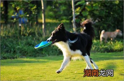 导盲犬训练的三个阶段,顺义导盲犬免费赠与盲人