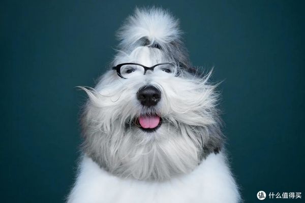 狗哲学，知多少？快来看看吧