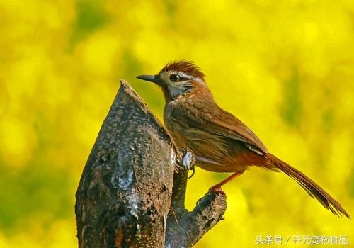 开元宠物食品谈笼养鸟的四季管理