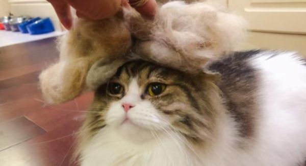 如何应对猫咪毛球症？铲屎官一定要知道