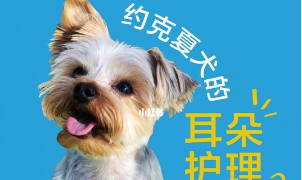 从耳朵看出狗狗的性格与健康（探寻宠物耳朵背后的秘密）