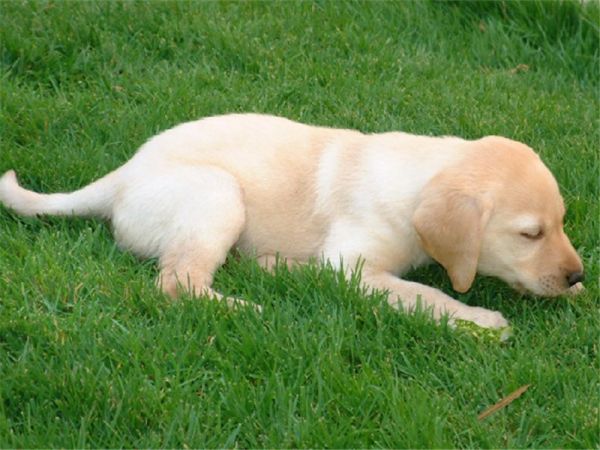 犬角膜炎的治疗原则