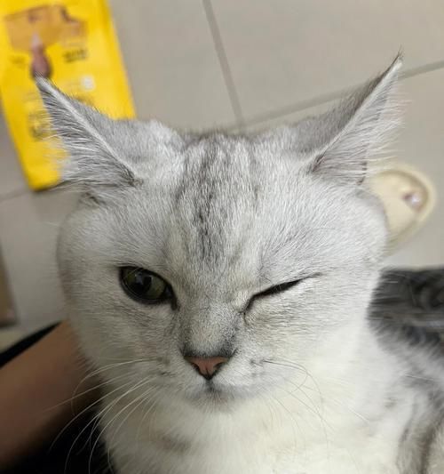 小猫眼睛不太好用，如何照顾它们（宠物小猫的视力问题与护理技巧）