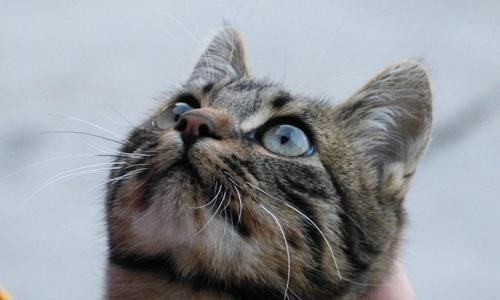 小猫眼睛不太好用，如何照顾它们（宠物小猫的视力问题与护理技巧）