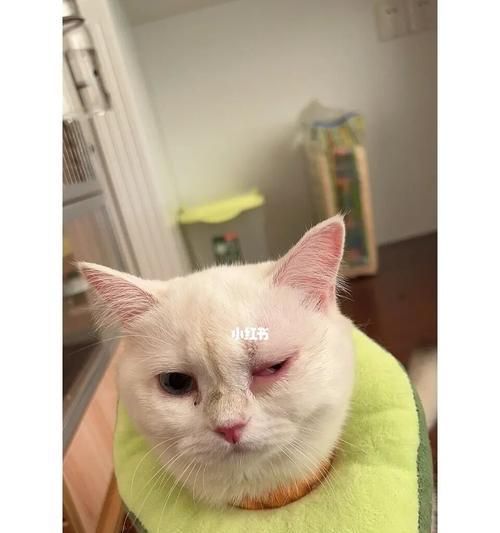 小猫眼睛不太好用，如何照顾它们（宠物小猫的视力问题与护理技巧）