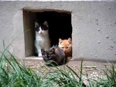 如何防鼠灭鼠