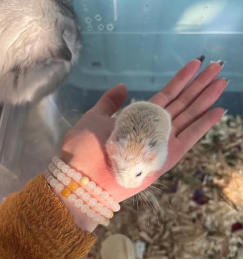 老婆婆仓鼠的饲养方法（以宠物为主，让你的老婆婆仓鼠过得更加健康快乐）