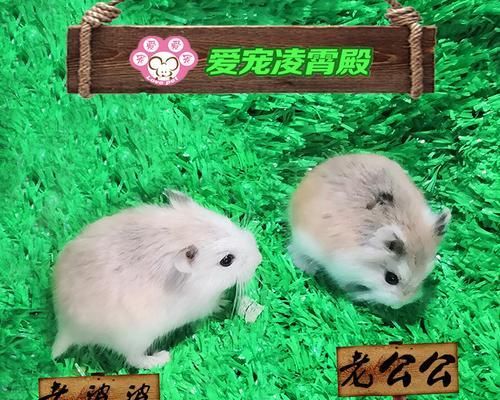 老婆婆仓鼠的饲养方法（以宠物为主，让你的老婆婆仓鼠过得更加健康快乐）