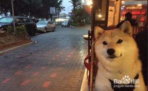 七夕情人节单身狗该怎么度过？