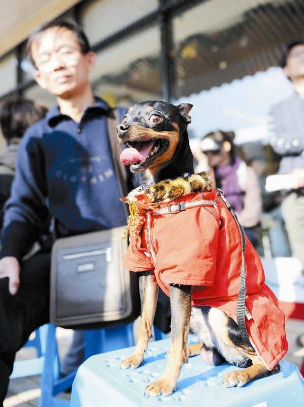 “宠物总动员”活动昨日举行百只宠物海沧秀才艺