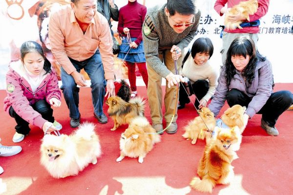 “宠物总动员”活动昨日举行百只宠物海沧秀才艺