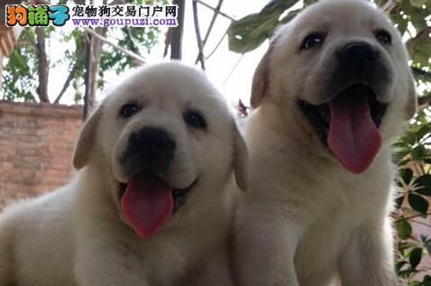 赛级拉布拉多幼犬出售 纯种拉布拉多价格 亿丰犬舍 