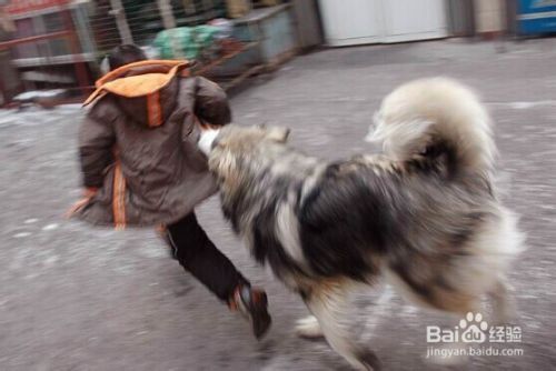 狗咬人了怎么办