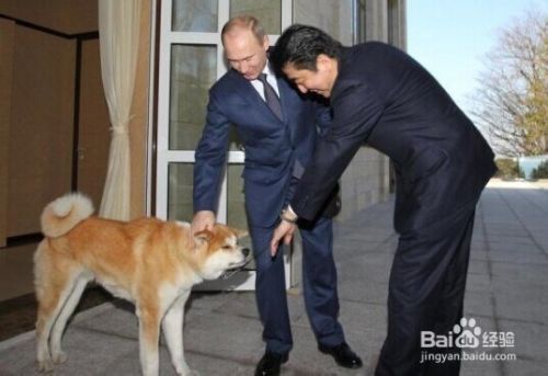 狗咬人了怎么办