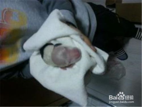 宠物母狗狗生完狗宝宝后应该注意什么