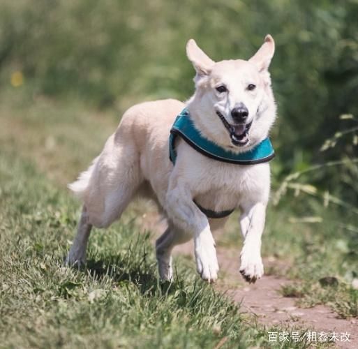 狗狗为什么会产生分离焦虑宠主都应该了解，让狗狗摆脱这种困扰