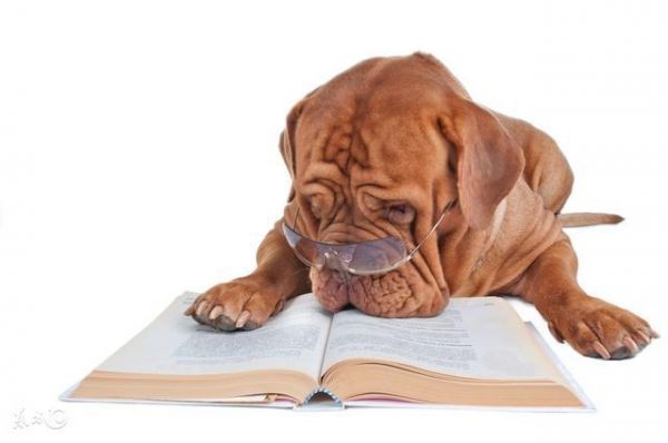 一只礼貌、友好的家庭宠物犬在六月龄之前应该完成这些基础训练