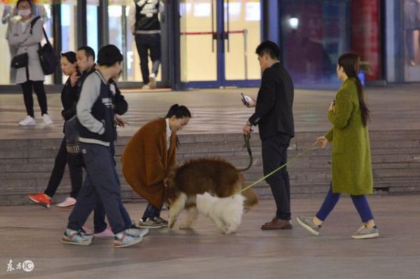 一只礼貌、友好的家庭宠物犬在六月龄之前应该完成这些基础训练