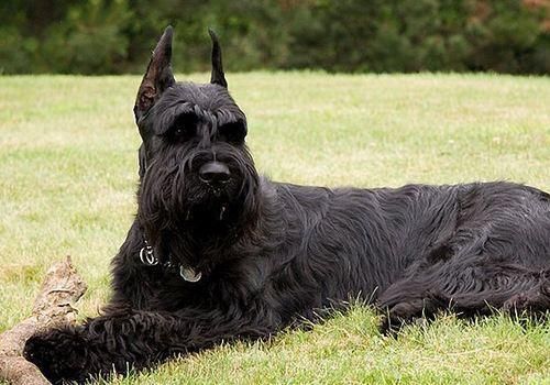 哪些狗能当警犬？你家养的是什么狗狗？