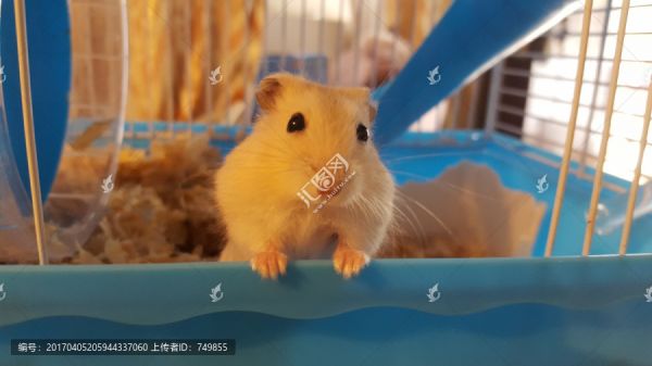 布丁鼠
