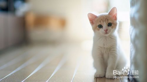 大谈猫的习性
