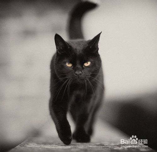 大谈猫的习性