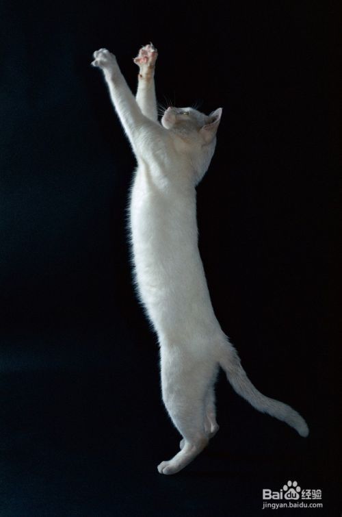 大谈猫的习性