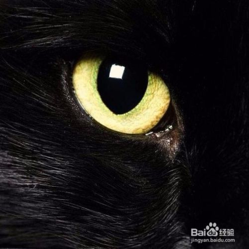 大谈猫的习性