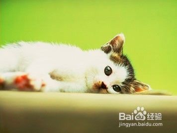 大谈猫的习性